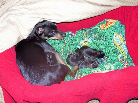 1991 Ford Bronco - A mother dog and her newborn puppies rest together on a blanket.