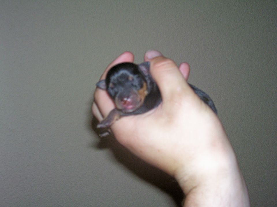 Newborn puppy held in hand