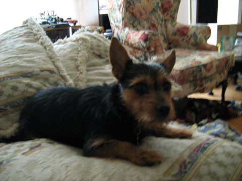1988 Mercury Grand Marquis - A dog rests on a couch in a room with furniture and boxes.