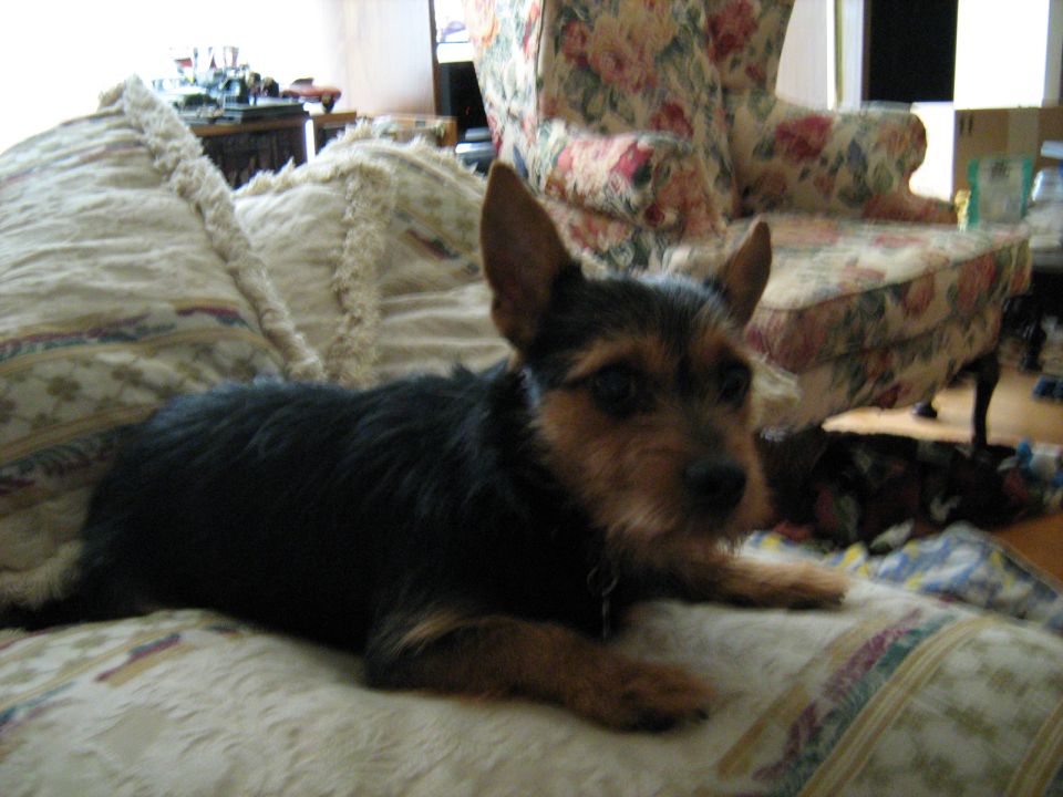 Dog lying on a patterned couch with a floral armchair in the background