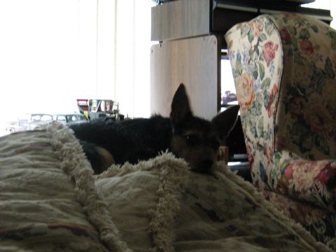 1988 Mercury Grand Marquis - A dog is seen relaxing on a textured blanket, with a floral armchair visible to the right and a hint of vehicles in the background.