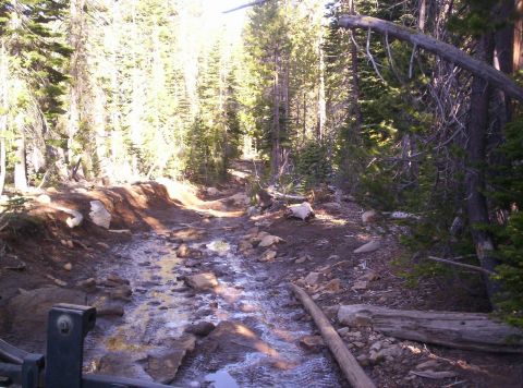 1989 Ford Bronco - Off-road trail through a dense forest, showing the challenging terrain.