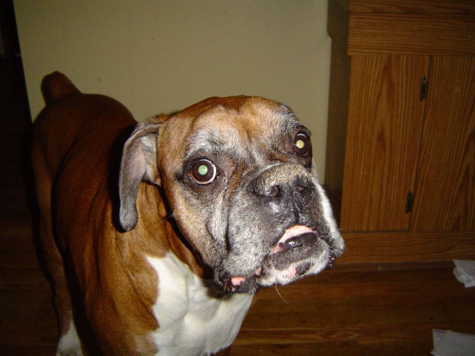 Brindle and white boxer dog standing indoors on hardwood floor