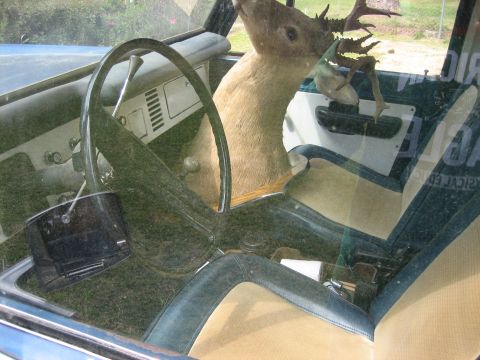 1996 Ford Bronco - Interior view of a vintage vehicle with a taxidermied deer head as a passenger.