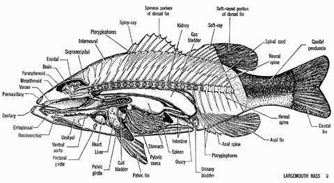 1971 Ford Ranchero - This diagram illustrates the internal anatomy and skeletal structure of a fish, with various parts labeled.