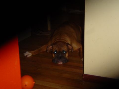 1989 Ford Bronco - A boxer dog lies on the floor, looking towards the camera with an orange ball in front of it.