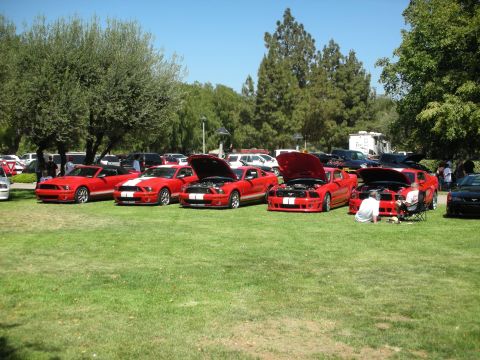 1998 Ford Crown Victoria - Red Ford Mustangs displayed at a car show with engines exposed for viewing.