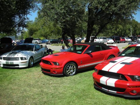 1998 Ford Crown Victoria - Three Mustangs are parked on a grassy lawn under trees at a car show, with two red convertibles in the foreground.