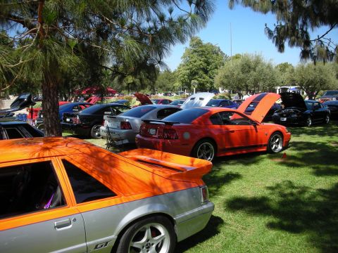 1998 Ford Crown Victoria - Several Ford Mustangs are parked on a grassy field under trees at a car show, with hoods open on some vehicles.
