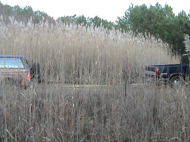 Dark red SUV and dark blue pickup parked in a field of tall dry reeds with trees behind