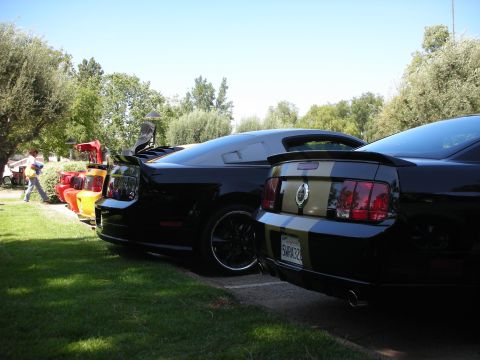 1998 Ford Crown Victoria - Several Ford Mustangs are parked in a line on a sunny day, with trees and grass in the background.