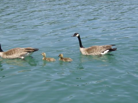 1986 Ford Bronco - Family of geese swimming in the water, with a website logo visible.