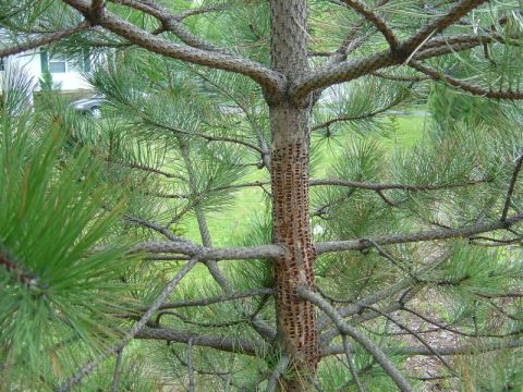 1996 Ford Bronco - A pine tree trunk shows extensive damage from insect borings, with green needles in the foreground and background.