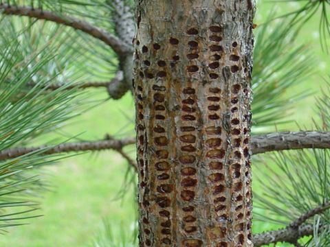 1996 Ford Bronco - A close-up view of pine tree bark shows the distinctive pattern of holes created by a sapsucker.