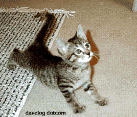 1991 Ford Bronco - A young tabby kitten stretches out on a carpeted floor near a woven rug.