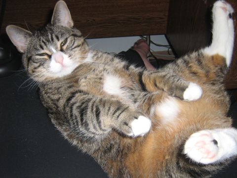 1995 Ford Bronco - A tabby cat lounges on its back, displaying its belly and paws.
