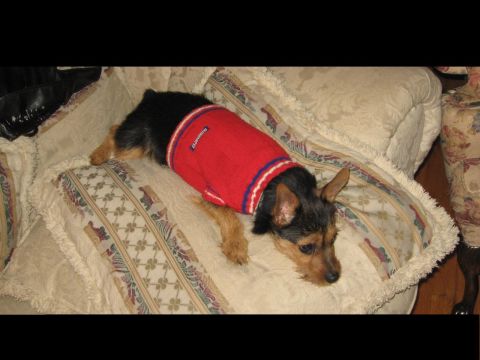 1988 Mercury Grand Marquis - A small dog wearing a red sweater rests on a patterned couch.