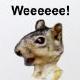 1993 Ford Taurus - A squirrel appears to be exclaiming 'Weeeeee!' in this close-up photograph.