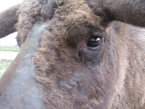 1973 Ford Ranchero - A yak's dark eye reflects the sky, with shaggy brown fur and large horns visible.