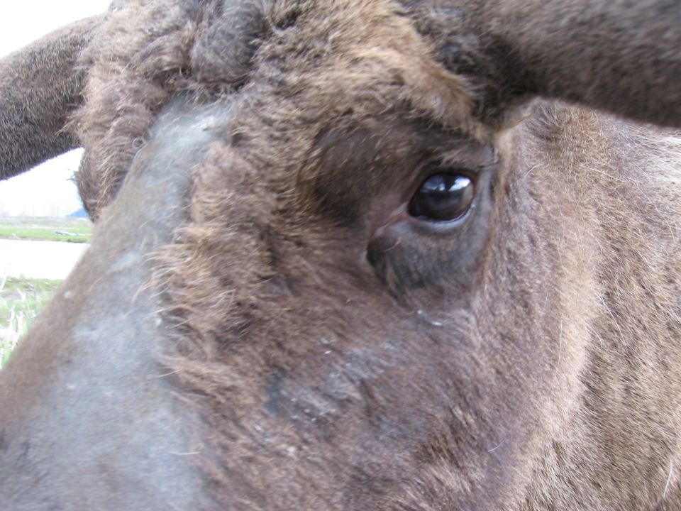 Close-up of a yak's eye and horns