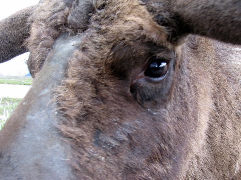1973 Ford Ranchero - A close-up view of a brown animal's face, focusing on its eye and part of its horns.