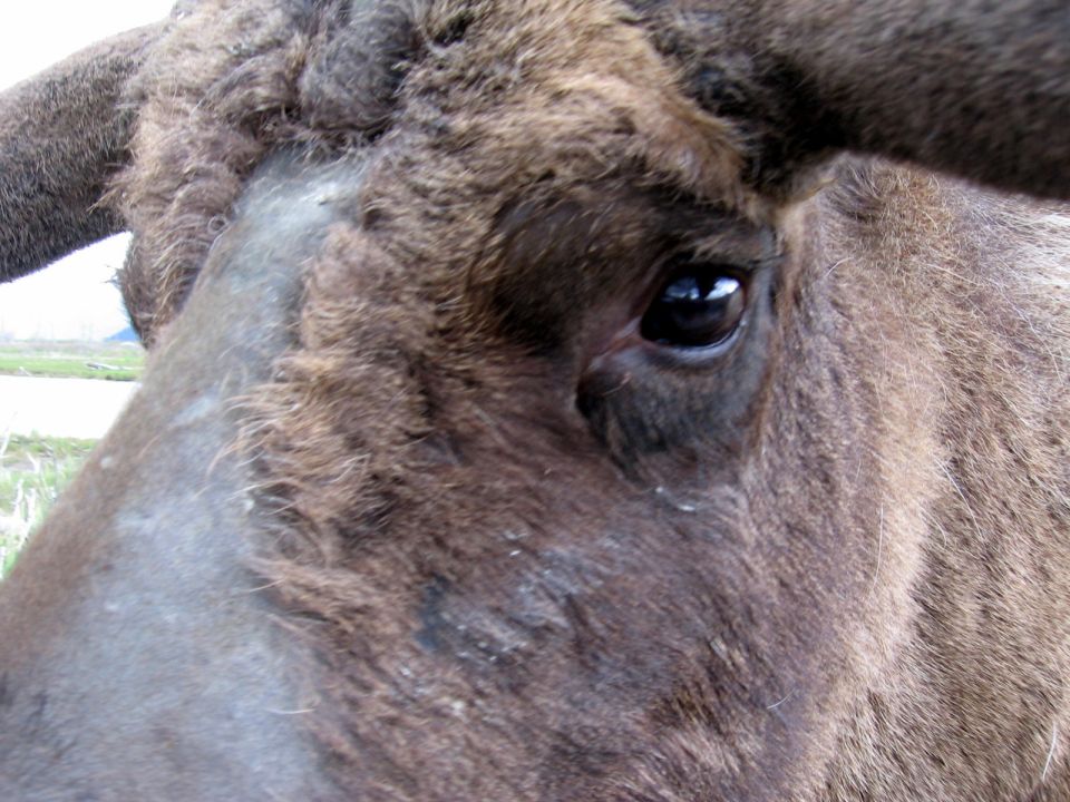 Close-up of a brown animal's eye and horns. Some light-colored fur is visible on its face