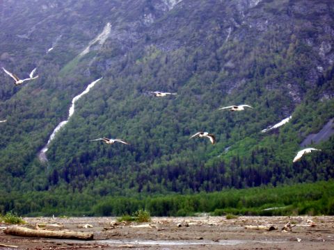 1973 Ford Ranchero - A group of birds soars through the air against a backdrop of lush green mountains and a rocky riverbed.