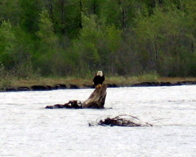 1973 Ford Ranchero - A bald eagle rests on a waterlogged log in a river, with a dense forest lining the far bank.