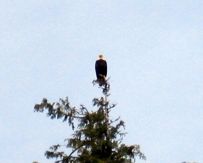 1973 Ford Ranchero - Bald eagle perched on a pine tree, looking out over the landscape.
