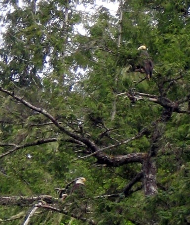 1973 Ford Ranchero - Bald eagles are seen resting in a dense forest canopy.
