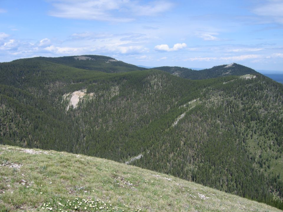 Grassy alpine slope with wildflowers overlooking forested ridges and green summits