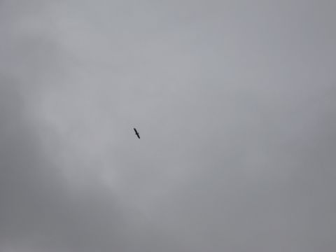 1973 Ford Ranchero - A bird is seen flying in the distance against a cloudy sky.