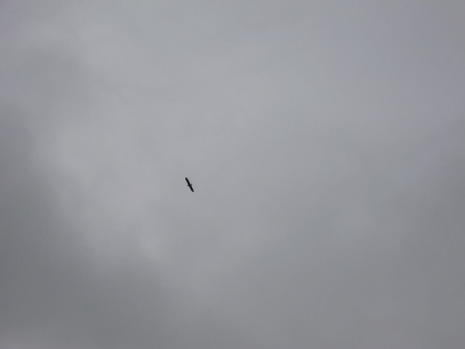 Bird silhouette against overcast sky
