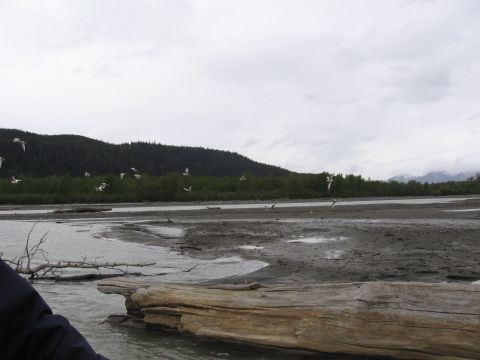 1973 Ford Ranchero - A flock of birds soars over a wide, muddy river with a forested mountainside under a cloudy sky.
