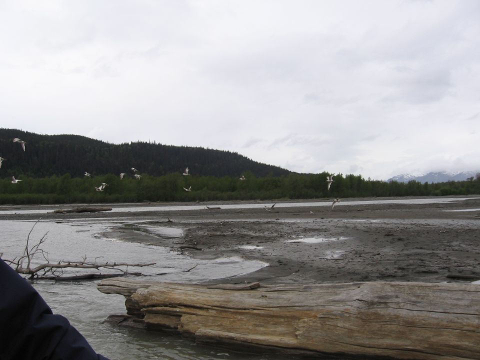 Birds fly over a muddy riverbed with trees and mountains in the background