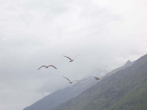 1973 Ford Ranchero - Seagulls soar over a misty mountain landscape under an overcast sky.