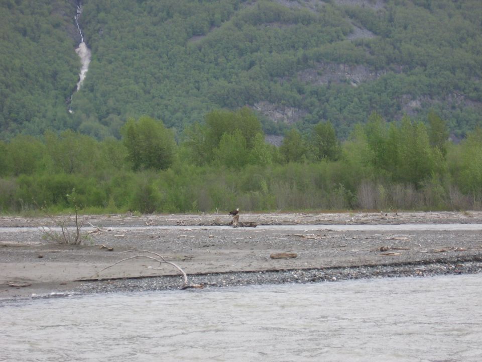 Eagle perched on a log in a rocky riverbed with a waterfall in the background