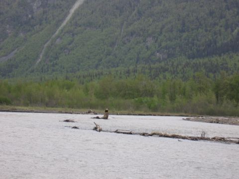 1973 Ford Ranchero - Person sits in a river with debris and trees in the background.