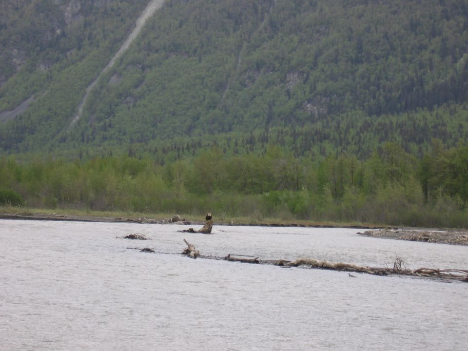 Person sitting in shallow river with trees and mountain in background