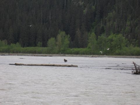 1973 Ford Ranchero - An eagle stands on a log in a river, with birds flying in the distance and a forest behind.