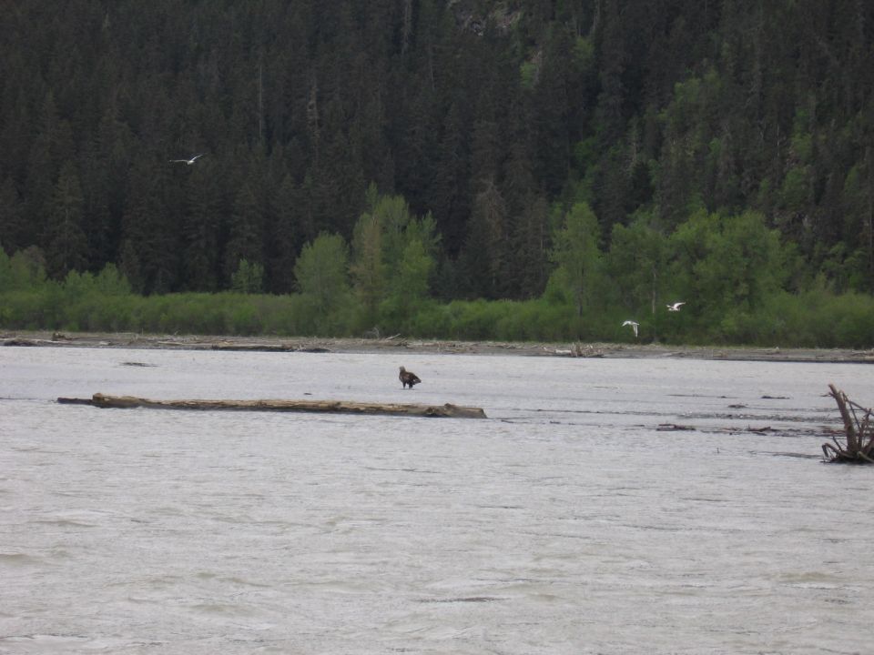 Eagle standing on a log in a river with birds flying overhead, trees in background