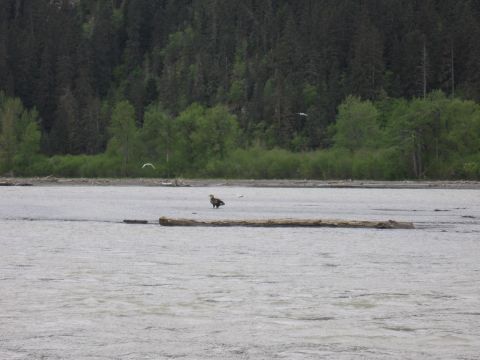 1973 Ford Ranchero - An eagle stands on a log in a river, with trees lining the distant shore and birds flying overhead.