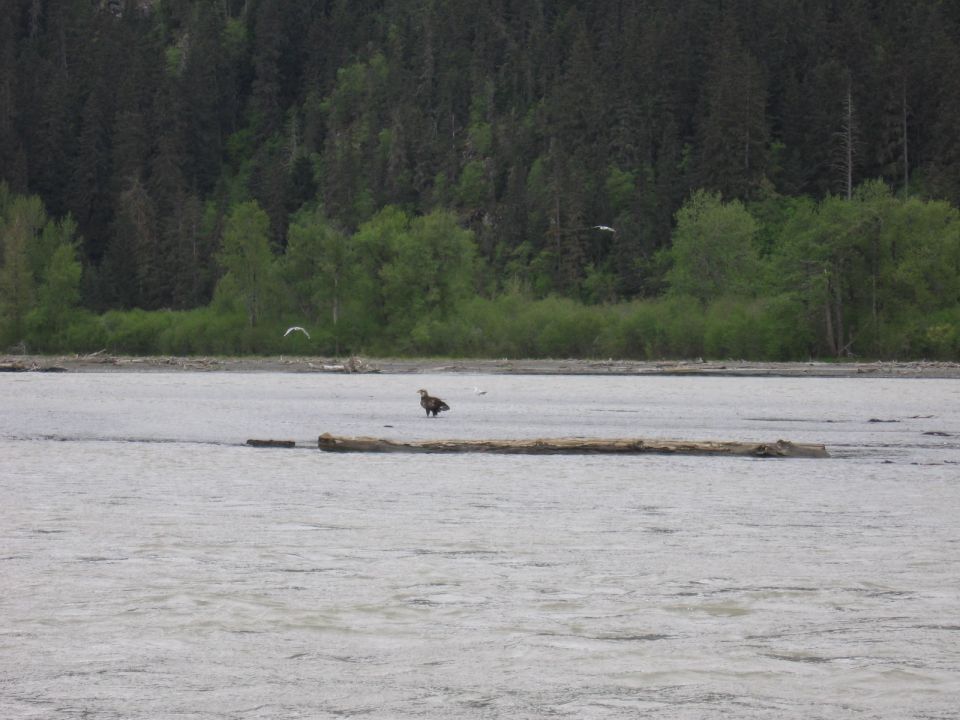 Eagle standing on a log in a river with trees in the background
