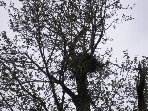 1973 Ford Ranchero - A large bird nest is visible high up in the branches of a tree, surrounded by new leaves.