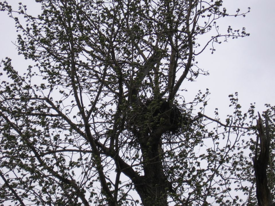 Bird nest built in the branches of a leafy tree against a cloudy sky