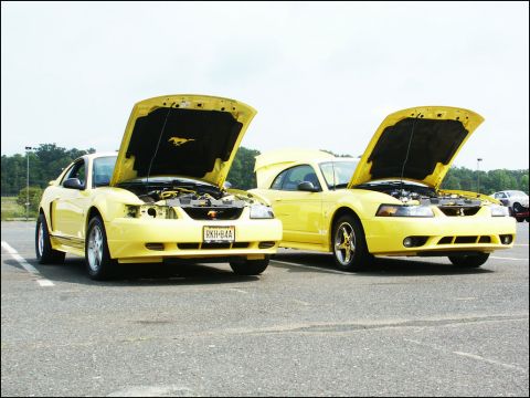 2001 Mercury Grand Marquis - Two yellow Ford Mustangs from the early 2000s are displayed with their hoods open at a car show.