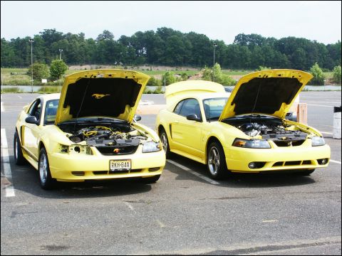 2001 Mercury Grand Marquis - Two yellow Ford Mustangs are parked side-by-side with their hoods open, revealing their engines.