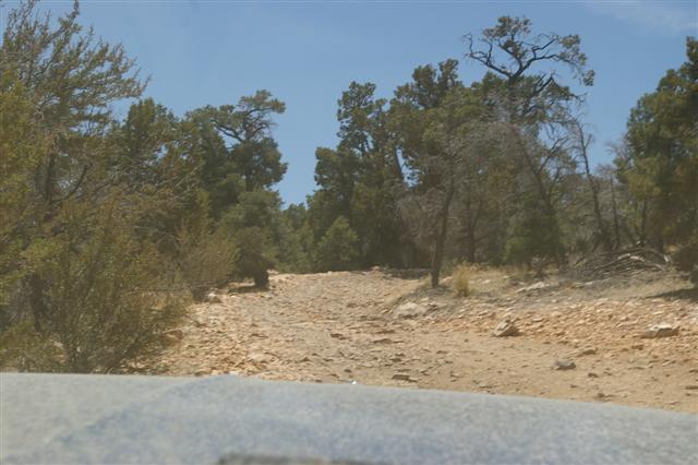 Rocky dirt road ascending through trees under a clear blue sky
