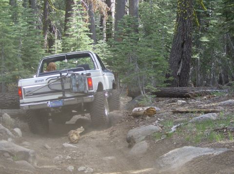 1986 Ford Bronco - A white Ford Bronco navigates a challenging off-road path through a dense forest.