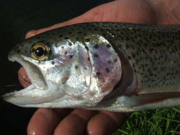 Rainbow trout with open mouth, held in a person's hand. Watermark reads SUPERMOTORS